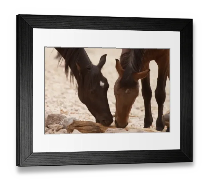 Framed Print : Namibia, Aus. Wild horses of the Namib Desert chewing on a piece of wood