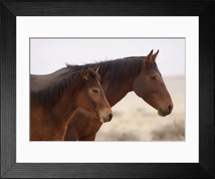 Framed Print : Namibia, Aus. Profile close-up of two wild horses on the Namib Desert Framed Print : Namibia, Aus. Profile close-up of two wild horses on the Namib Desert