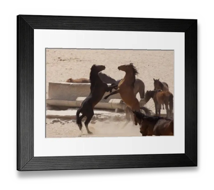Framed Print : Namibia, Aus. Wild horses play fighting at a man-made water hole on the Namib Desert Framed Print : Namibia, Aus. Wild horses play fighting at a man-made water hole on the Namib Desert