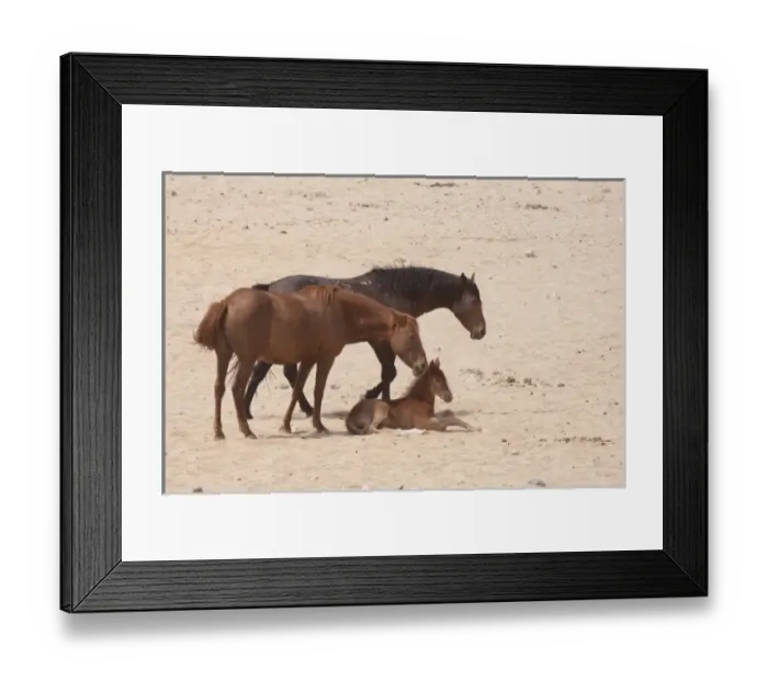 Framed Print : Namibia, Aus. A family of wild horses on the Namib Desert Framed Print : Namibia, Aus. A family of wild horses on the Namib Desert
