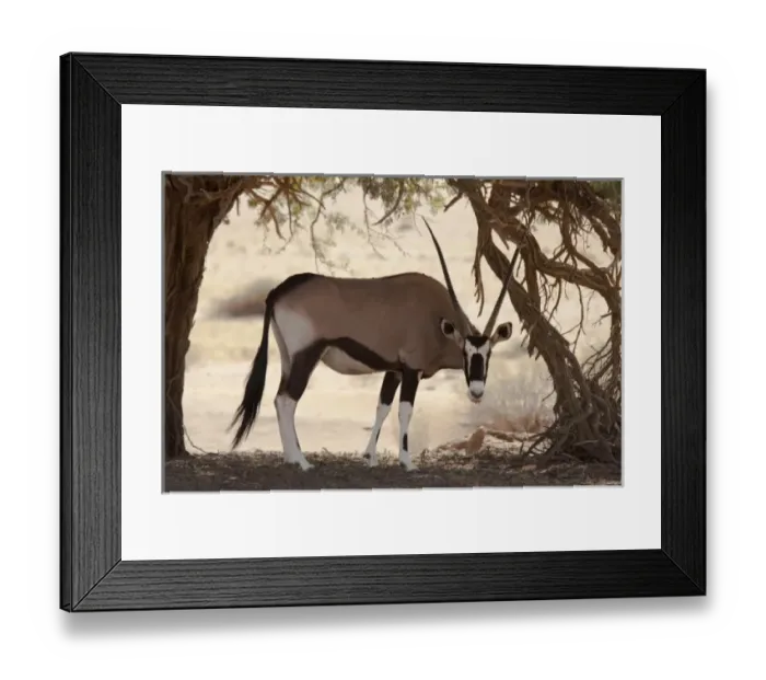 Framed Print : Namibia, Namib-Naukluft Park, Sossusvlei. Oryx grazes in tree shade Framed Print : Namibia, Namib-Naukluft Park, Sossusvlei. Oryx grazes in tree shade