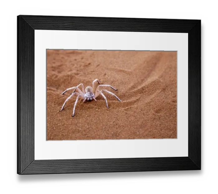 Framed Print : Namibia, Namib-Naukluft Park, Sossusvlei, Sossusvlei. Dancing white lady spider
