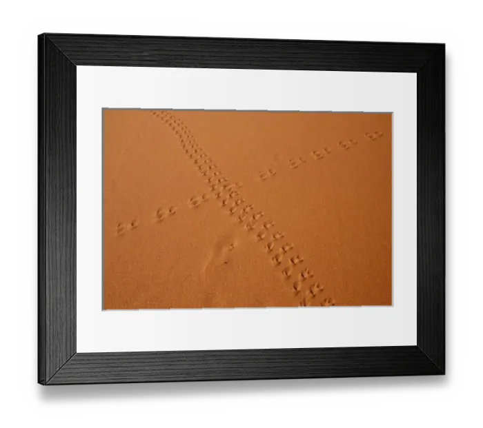 Framed Print : Namibia, Namib-Naukluft Park, Sossusvlei. Close-up of animal tracks on a sand dune in Namib Desert Framed Print : Namibia, Namib-Naukluft Park, Sossusvlei. Close-up of animal tracks on a sand dune in Namib Desert