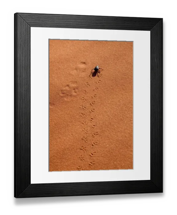Framed Print : Namibia, Namib-Naukluft Park, Sossusvlei. A beetle makes tracks on Namib Desert sand dunes Framed Print : Namibia, Namib-Naukluft Park, Sossusvlei. A beetle makes tracks on Namib Desert sand dunes