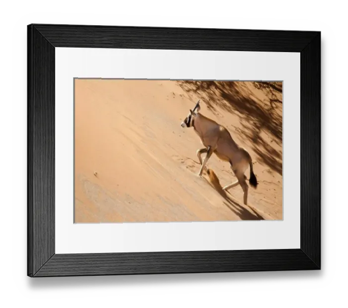 Framed Print : Namibia, Namib Desert, Sossusvlei, Namib-Naukluft Park. Oryx climbing a sand dune Framed Print : Namibia, Namib Desert, Sossusvlei, Namib-Naukluft Park. Oryx climbing a sand dune