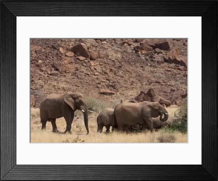 Framed Print : Namibia, Damaraland. Elephants roam freely while eating near lodges at Twyfelfontein Lodge