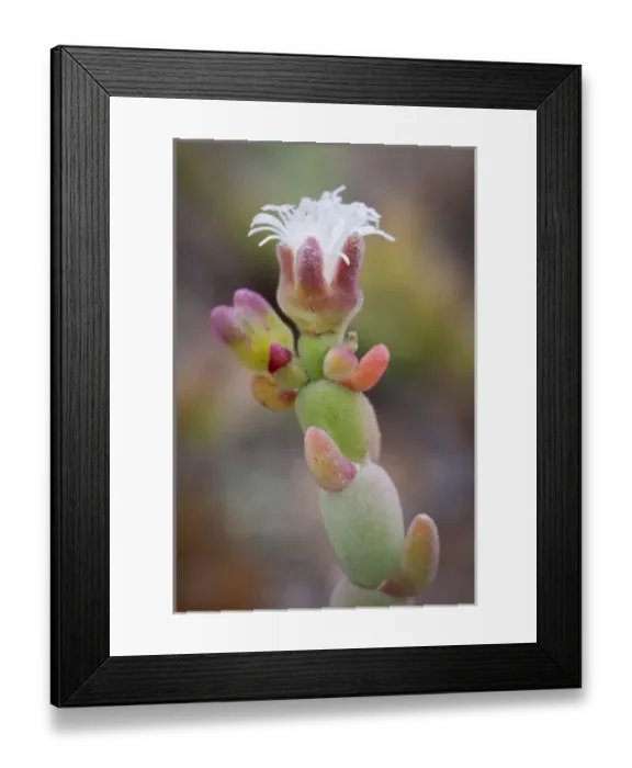 Framed Print : Africa, Namibia