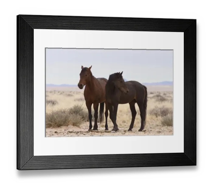 Framed Print : Africa, Namibia, Garub. Two members of herd of feral horses. Credit as: Bill Young Framed Print : Africa, Namibia, Garub. Two members of herd of feral horses. Credit as: Bill Young