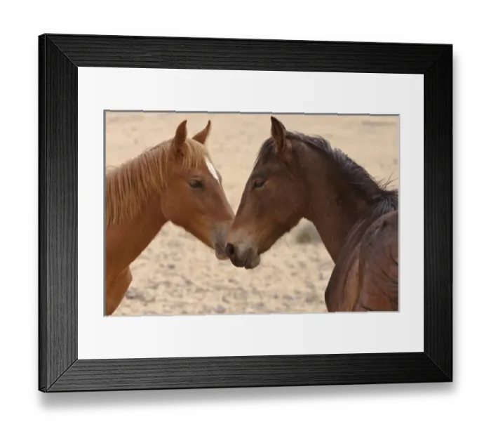 Framed Print : Namibia, Garub. Two members of feral horse herd touch noses