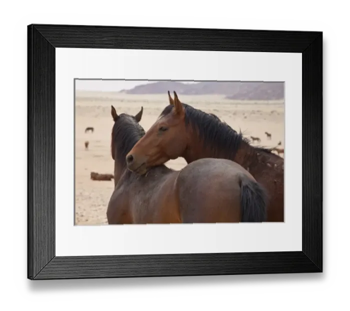 Framed Print : Namibia, Garub. Two members of feral horse herd interact Framed Print : Namibia, Garub. Two members of feral horse herd interact