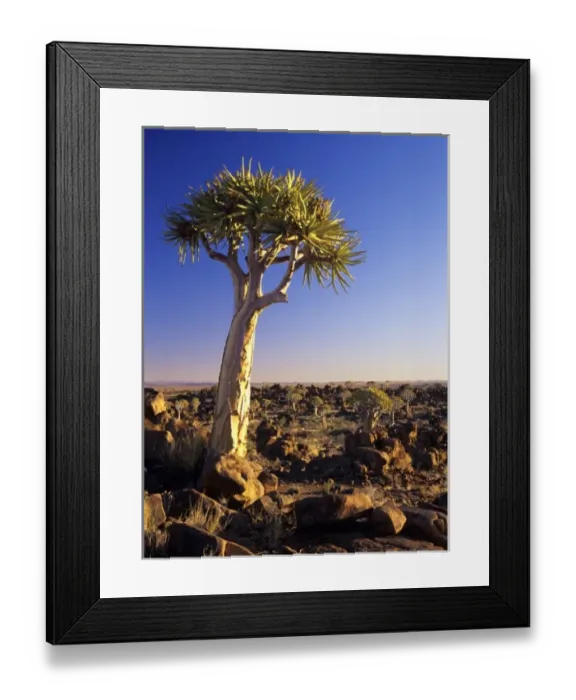 Framed Print : Africa, Namibia, Keetmanshoop, Kokerboom Forest Preserve. Kokerboom (Aloe dichotoma) or quiver tree Framed Print : Africa, Namibia, Keetmanshoop, Kokerboom Forest Preserve. Kokerboom (Aloe dichotoma) or quiver tree