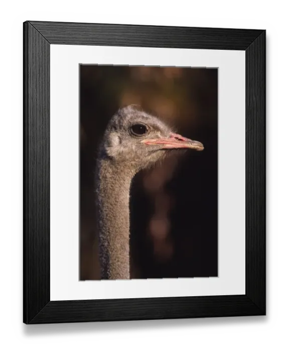 Framed Print : Africa, Namibia. Close-up of a Common Ostrich (Struthio camelus) Framed Print : Africa, Namibia. Close-up of a Common Ostrich (Struthio camelus)