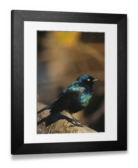 Framed Print : Africa, Namibia. Lesser Blue-eared Glossy Starling (Lamprotornis chloropterus) Framed Print : Africa, Namibia. Lesser Blue-eared Glossy Starling (Lamprotornis chloropterus)