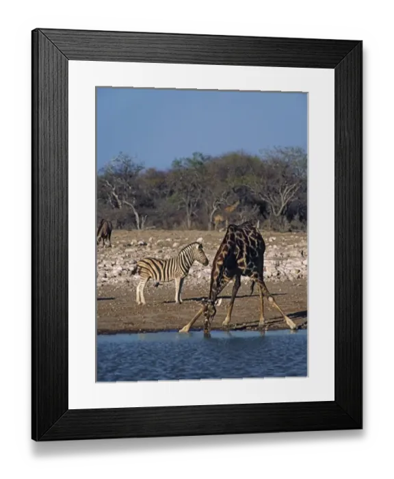 Framed Print : Africa, Namibia, Etosha National Park. Angolan Giraffe (Giraffa camelopardalis angolensis) and zebra
