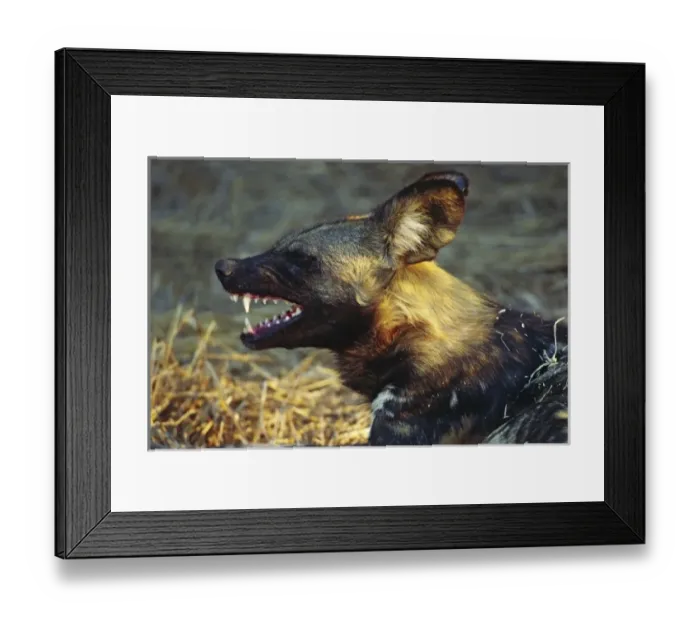 Framed Print : Africa, Namibia Framed Print : Africa, Namibia