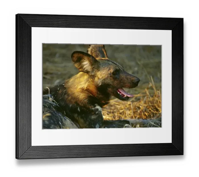 Framed Print : Africa, Namibia Framed Print : Africa, Namibia