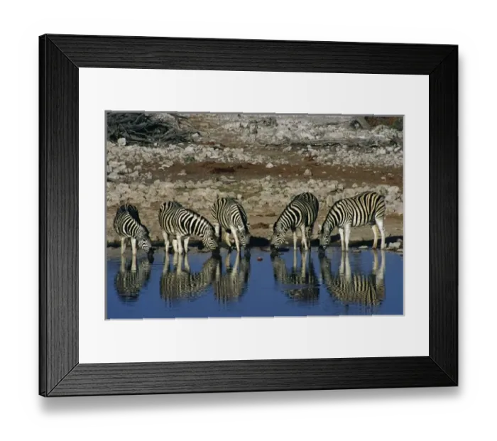 Framed Print : Africa, Namibia, Etosha National Park. Burchells zebras (Equus quagga burchellii) Framed Print : Africa, Namibia, Etosha National Park. Burchells zebras (Equus quagga burchellii)