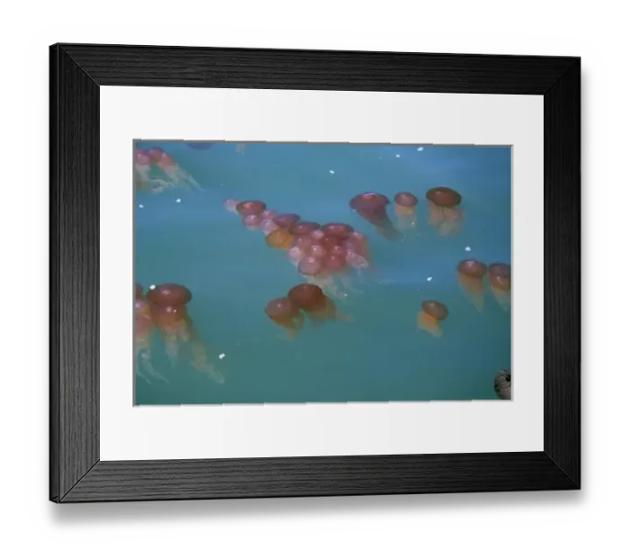 Framed Print : Namibia, Walvis Bay. Floating jellyfish