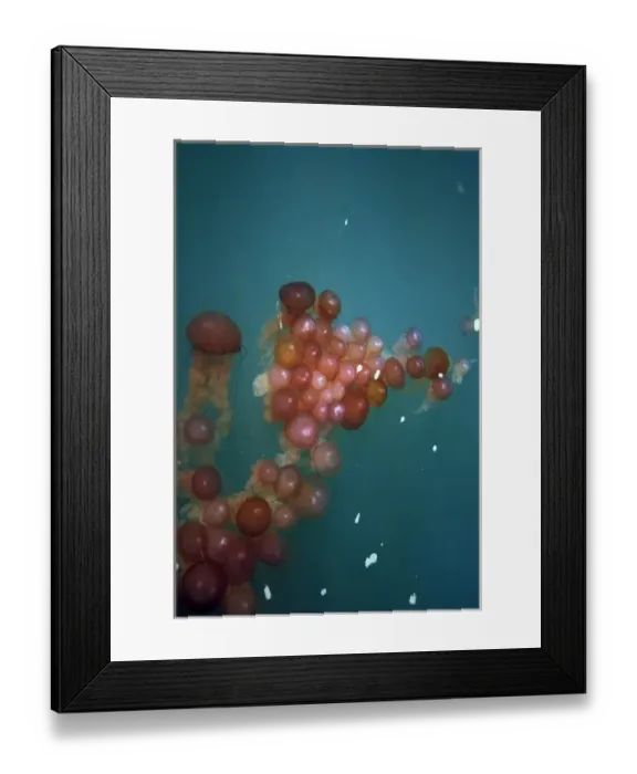 Framed Print : Nambia, Walvis Bay. Floating jellyfish