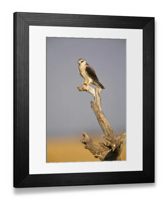 Framed Print : Africa, Namibia