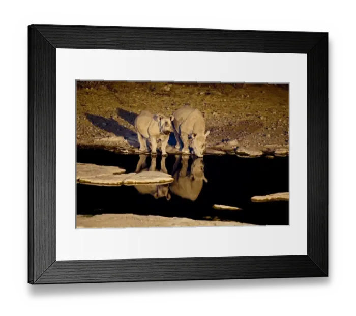 Framed Print : Africa, Namibia, Etosha NP. Black Rhinoceros (Diceros bicornis) with youngster drinking Framed Print : Africa, Namibia, Etosha NP. Black Rhinoceros (Diceros bicornis) with youngster drinking