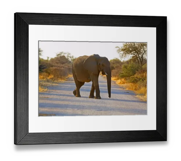 Framed Print : Africa, Etosha NP. Young Female African Elephant (Loxodonta africana) crossing road in the bush