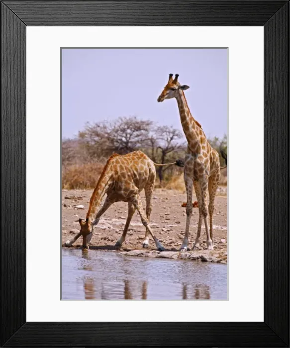 Framed Print : Two Kenyan or Masaii Giraffe drinking at waterhole. Etosha NP, Namibia