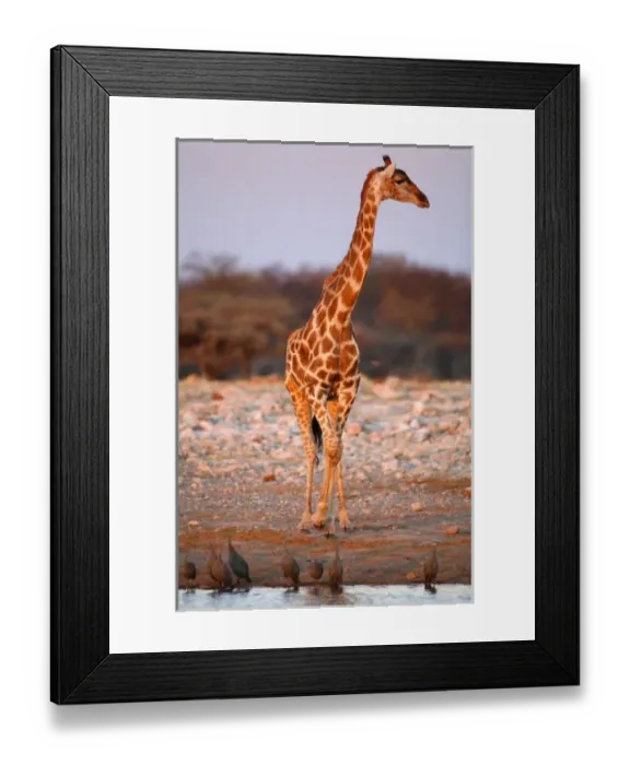 Framed Print : Kenyan or Masaii Giraffe at Waterhole with Guinea Fowl. Etosha NP, Namibia Framed Print : Kenyan or Masaii Giraffe at Waterhole with Guinea Fowl. Etosha NP, Namibia