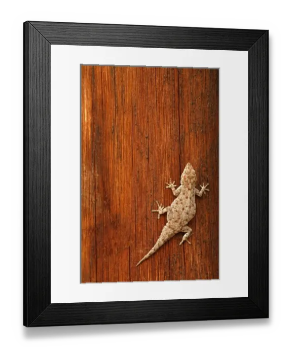 Framed Print : Tokay Gecko (Gecko gecko) on Striated Wood. The wooden post belongs to a toilet block Framed Print : Tokay Gecko (Gecko gecko) on Striated Wood. The wooden post belongs to a toilet block