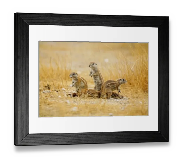 Framed Print : Africa, Namibia Framed Print : Africa, Namibia