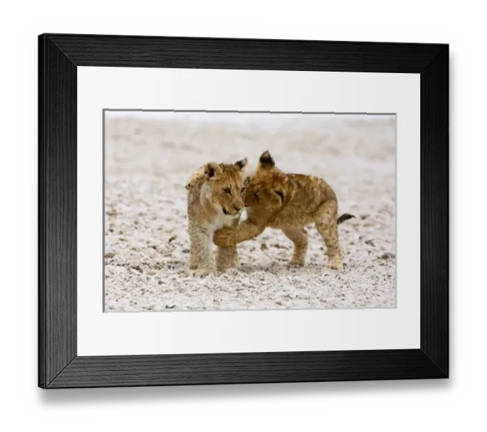Framed Print : Africa. Two lion cubs play fighting on the Etosha Pan