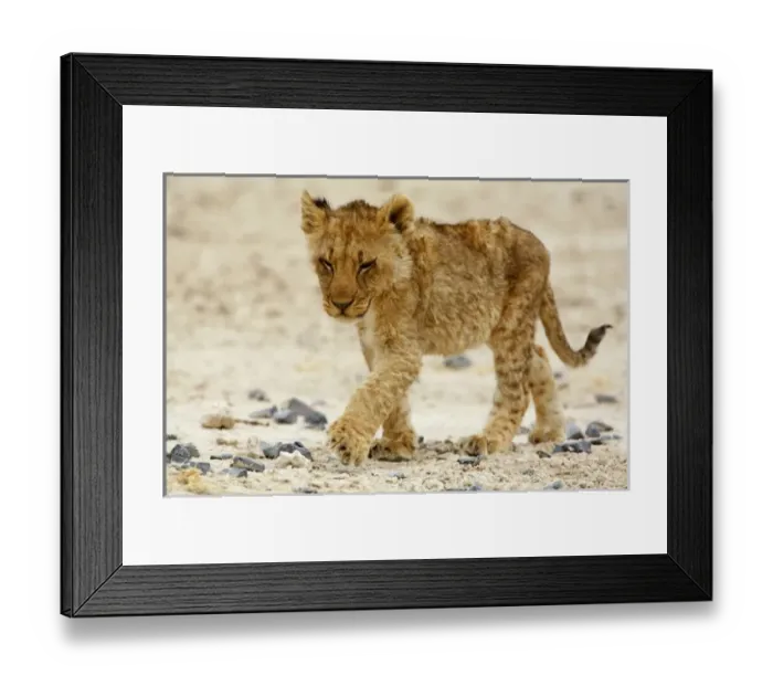 Framed Print : Africa, Namibia, Etosha NP. Lion, Panthera leo, Cub walking over stoney ground. Sleep Walking