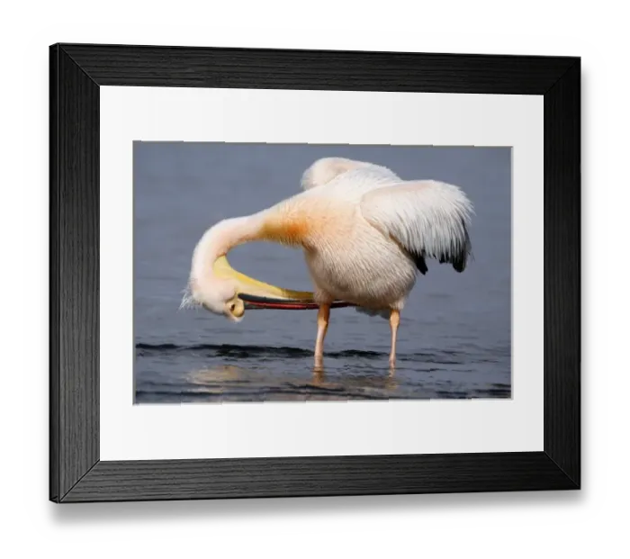 Framed Print : Africa, Namibia, Walvis Bay. Great (Eastern) White Pelican preening Framed Print : Africa, Namibia, Walvis Bay. Great (Eastern) White Pelican preening
