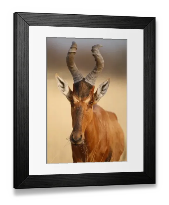 Framed Print : Red Hartebeest portrait (Alcelaphus caama). Etosha NP, Namibia Framed Print : Red Hartebeest portrait (Alcelaphus caama). Etosha NP, Namibia