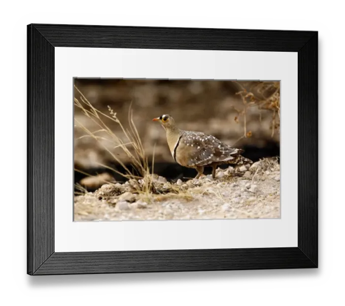 Framed Print : Male Double Banded Sandgrouse (Pterocles bicinctus). Etosha NP, Namibia Framed Print : Male Double Banded Sandgrouse (Pterocles bicinctus). Etosha NP, Namibia