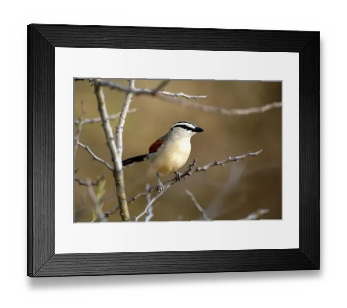 Framed Print : Three Streaked Tchagra (Tchagra australis), Fishers Pan, Etosha NP, Namibia Framed Print : Three Streaked Tchagra (Tchagra australis), Fishers Pan, Etosha NP, Namibia