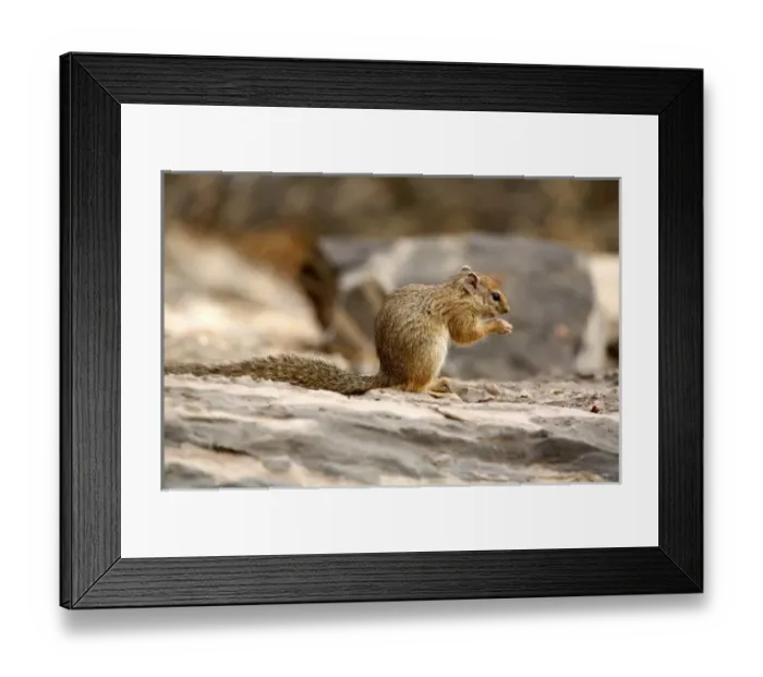 Framed Print : Africa. Tree Squirrel (Paraxerus cepapi) feeding on the ground