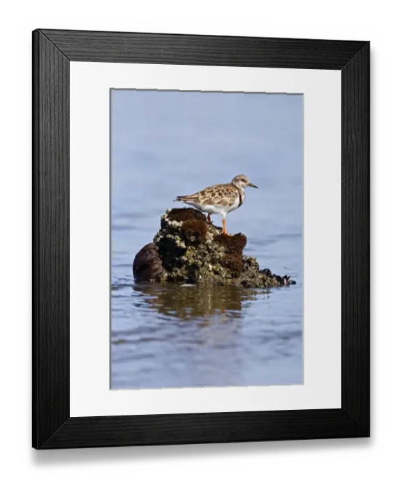 Framed Print : Ruddy Turnstone (Arenaria interpres) standing on seaweed encrusted rock Framed Print : Ruddy Turnstone (Arenaria interpres) standing on seaweed encrusted rock