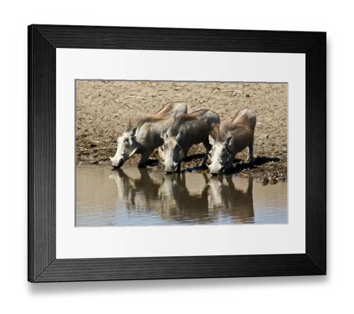 Framed Print : Africa, Namibia