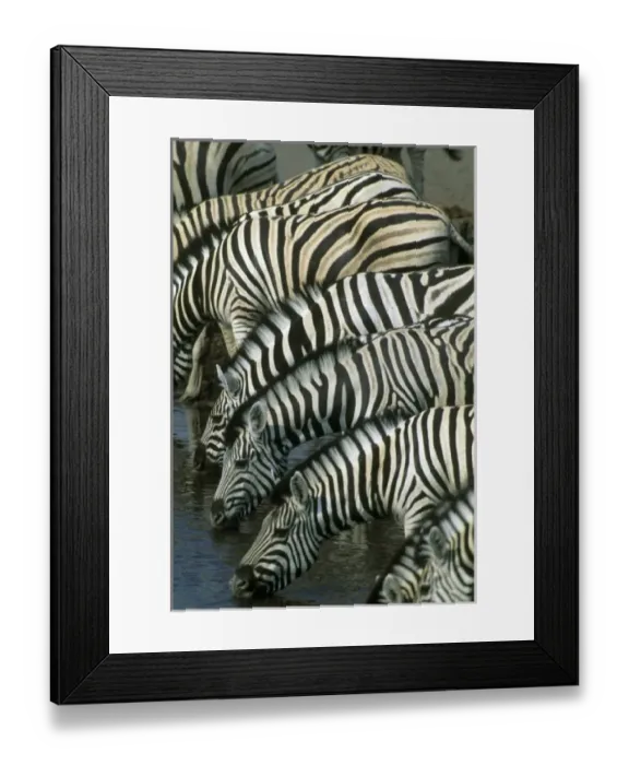 Framed Print : Burchells Zebra, (Equus burchelli), at water hole, Etosha National Park, Namibia Framed Print : Burchells Zebra, (Equus burchelli), at water hole, Etosha National Park, Namibia