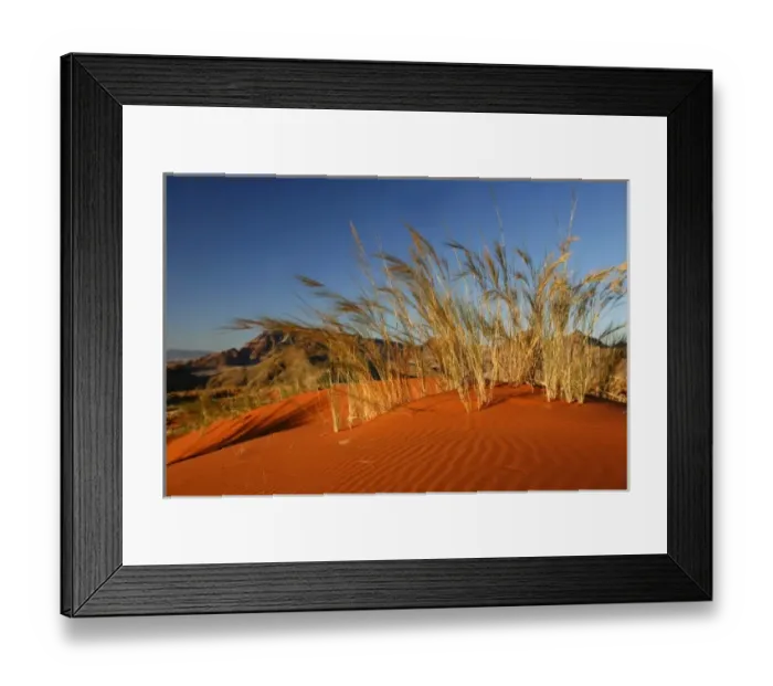 Framed Print : Africa, Namibia, Sossusvlei. Dune grass glows golden in the setting sunlight of Framed Print : Africa, Namibia, Sossusvlei. Dune grass glows golden in the setting sunlight of