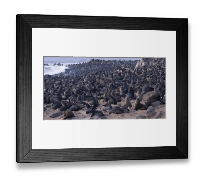 Framed Print : Africa, Namibia, Cape Cross Seal Reserve, Southern Fur Seals gather on rocky Atlantic Framed Print : Africa, Namibia, Cape Cross Seal Reserve, Southern Fur Seals gather on rocky Atlantic