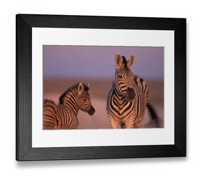 Framed Print : Namibia, Etosha National Park, Plains Zebra mother and foal at dawn in desert near Etosha salt pan Framed Print : Namibia, Etosha National Park, Plains Zebra mother and foal at dawn in desert near Etosha salt pan