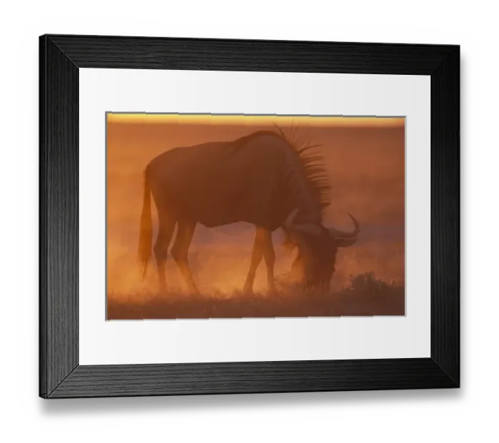 Framed Print : Namibia, Etosha National Park, Blue Wildebeest (Connochaetes taurinus) feeds on desert Framed Print : Namibia, Etosha National Park, Blue Wildebeest (Connochaetes taurinus) feeds on desert