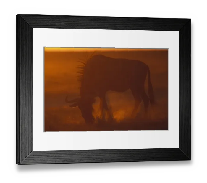 Framed Print : Namibia, Etosha National Park, Blue Wildebeest (Connochaetes taurinus) feeds on desert