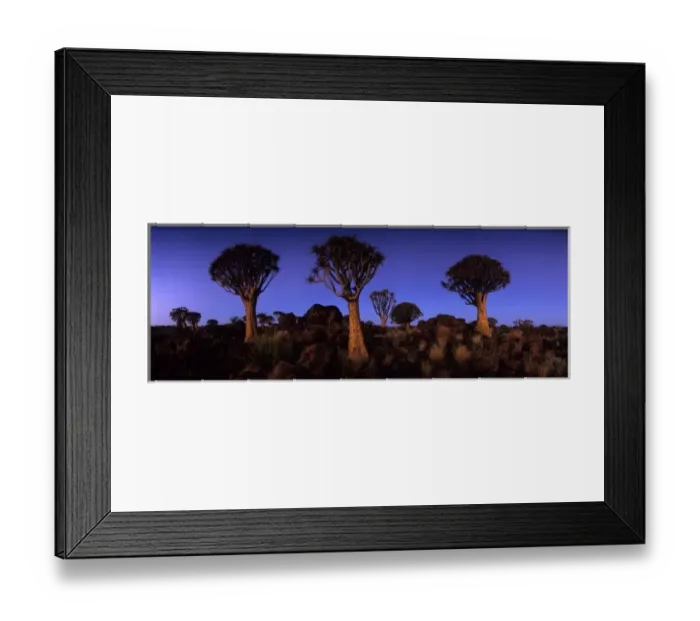 Framed Print : Africa, Namibia, Keetmanshoop, Evening twilight lights Quiver Tree (Aloe dichotoma) Framed Print : Africa, Namibia, Keetmanshoop, Evening twilight lights Quiver Tree (Aloe dichotoma)