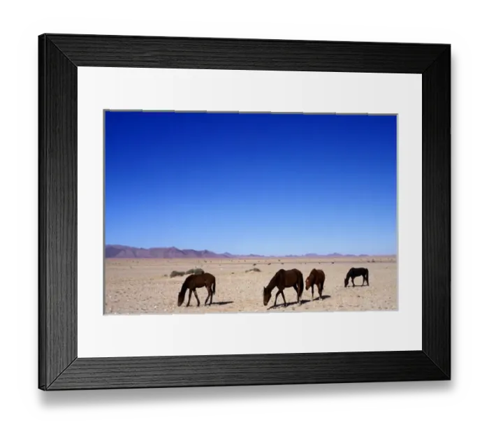 Framed Print : Africa, Namibia, Namib Naukluft National Park, Herd of wild horses (Equus caballus) Framed Print : Africa, Namibia, Namib Naukluft National Park, Herd of wild horses (Equus caballus)