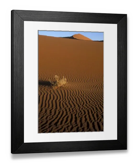 Framed Print : Africa, Namibia, Namib Naukluft National Park, Evening sun lights dead brush on sand Framed Print : Africa, Namibia, Namib Naukluft National Park, Evening sun lights dead brush on sand