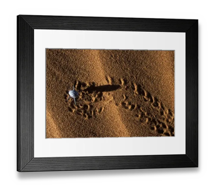 Framed Print : Africa, Namibia, Namib Naukluft National Park, Desert beetle crawls on red sand dune