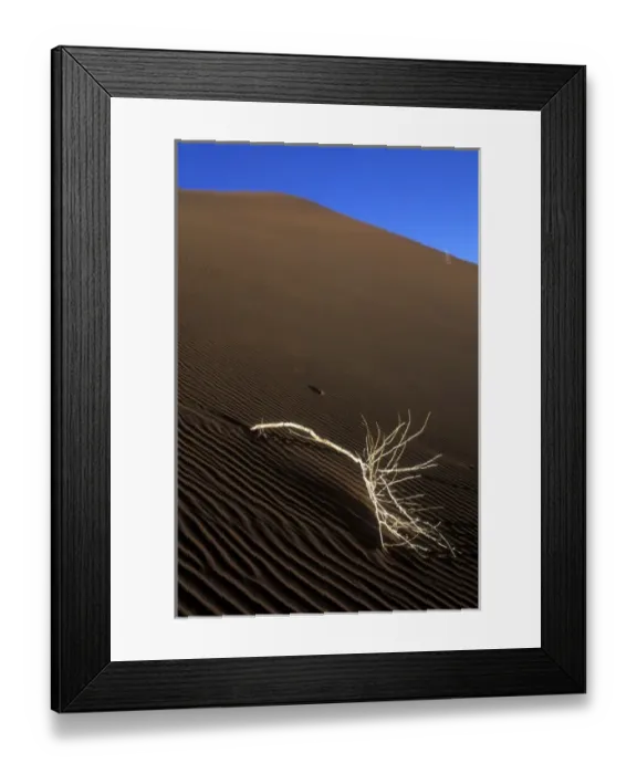 Framed Print : Africa, Namibia, Namib Naukluft National Park, Morning sun lights dead branch Framed Print : Africa, Namibia, Namib Naukluft National Park, Morning sun lights dead branch
